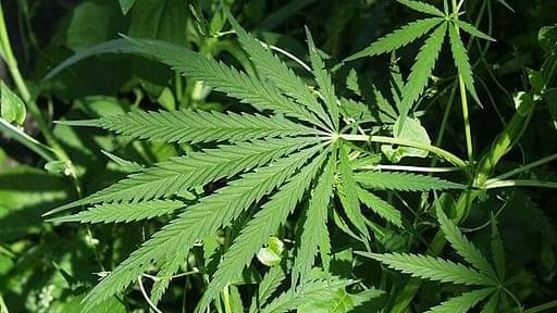 Hearing on Marijuana Legalization Set As Bill Moves to House
