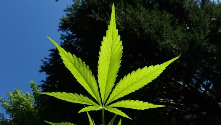 Hemp Planting to Triple in Uruguay as Legal Marijuana Stumbles