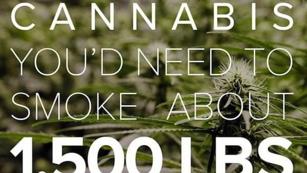 Here's how much marijuana it would take to kill you
