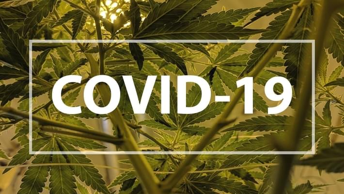 How COVID-19 is Changing the Cannabis Industry