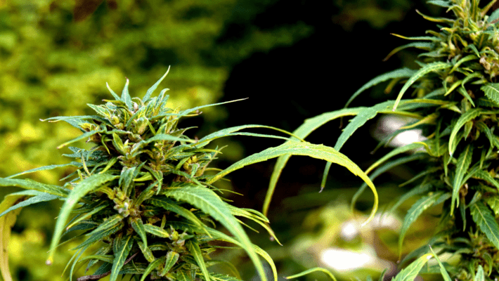 How Does Cannabis Crossbreeding Work?
