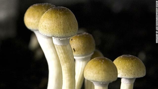 How Magic mushroom chemical could free the mind of depression, addictions