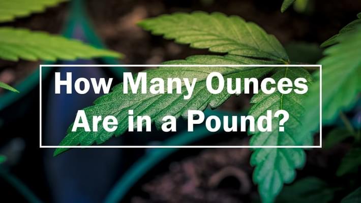 How Many Ounces are in a Pound?