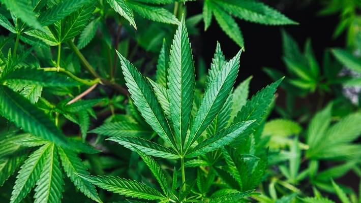 How to Celebrate Cannabis Croptober as a Dispensary