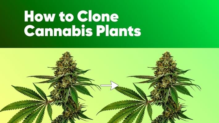 How to Clone Cannabis Plants