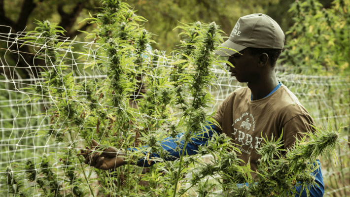 How to Dry & Cure Cannabis