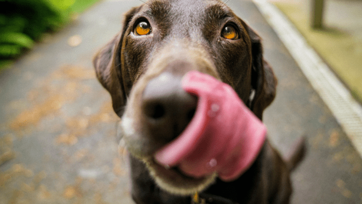 How to Get a Dog Unstoned: How to Save Your Dog From Eating Marijuana