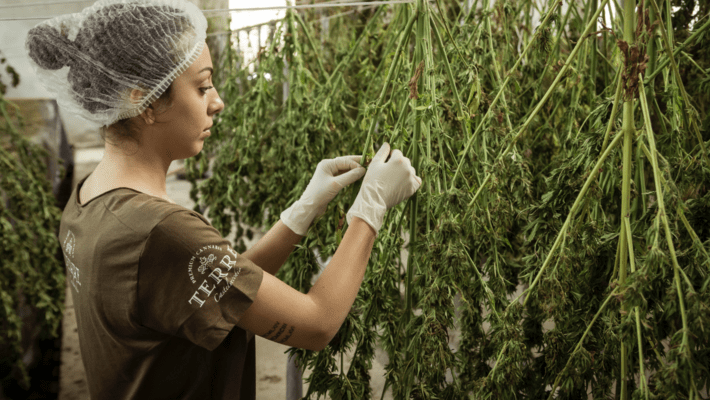 How to Get Hired at a Dispensary: Top Four Tips on How to Get a Job at a Dispensary