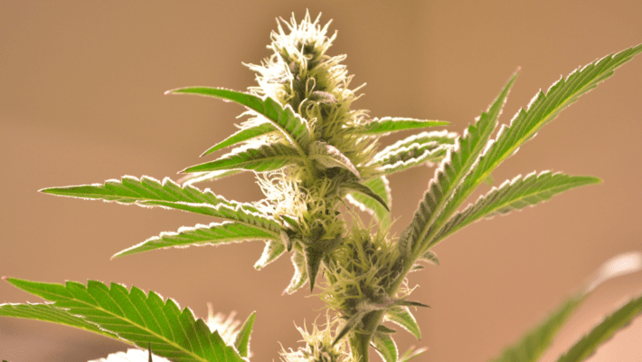 How to Increase Trichome Production to Get Better Looking Weed