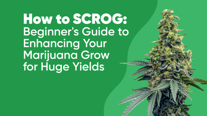 How to SCROG: Beginner's Guide to Enhancing Your Marijuana Grow for Huge Yields
