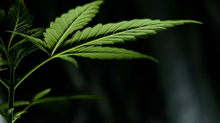 How to Tell the Sex of Marijuana Plants