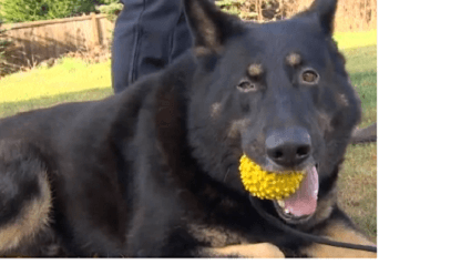 I-502 helps put (WA) drug dog out of work