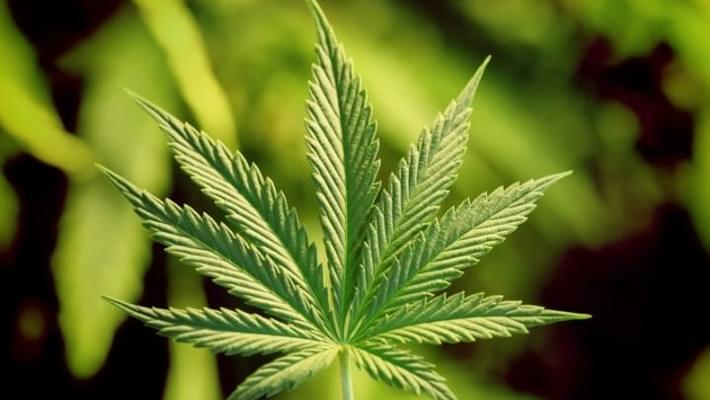 Idaho prepares to let 25 sick children use marijuana extract