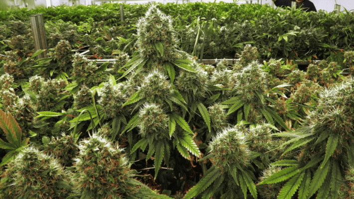 Illinois growers get green light to ship marijuana to stores