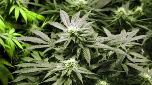 Illinois House moves toward decriminalizing marijuana possession