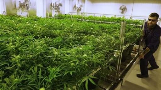 Illinois panel OKs medical marijuana for pain conditions