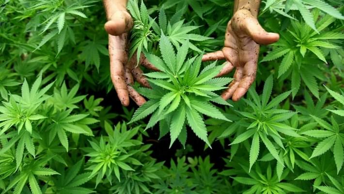 Illinois Senate passes marijuana decriminalization bill but plans changes