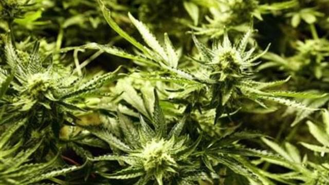 Indiana lawmaker to file bill lifting ban on medicinal marijuana