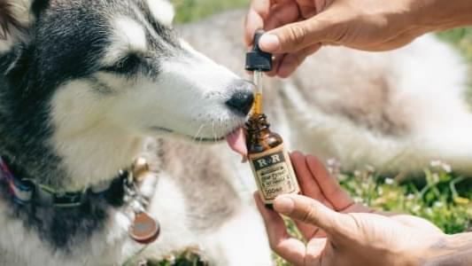 Is CBD Safe for My Pets?