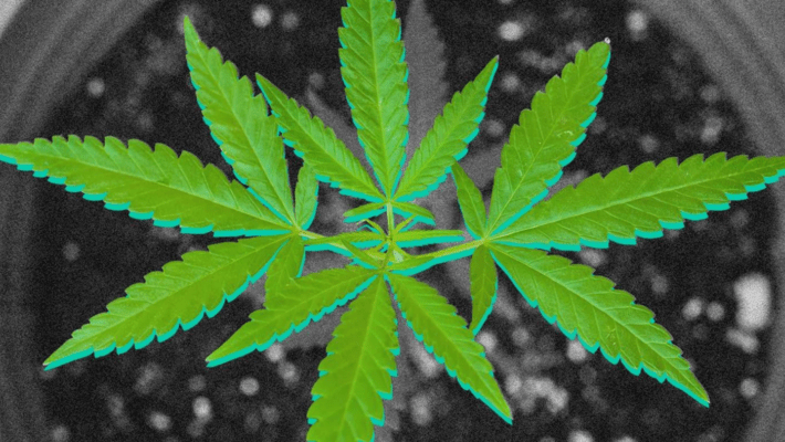 Is It Legal to Grow Medical Marijuana?