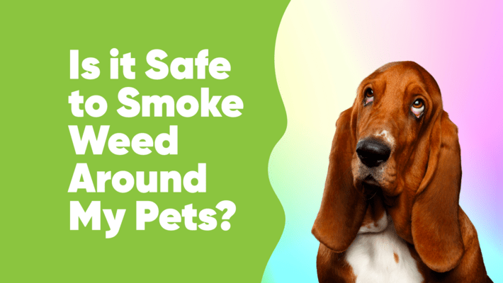 Is it Safe to Smoke Weed Around My Pets? 