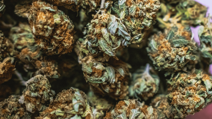 Is There a Difference Between Medical Cannabis Flower & Recreational?