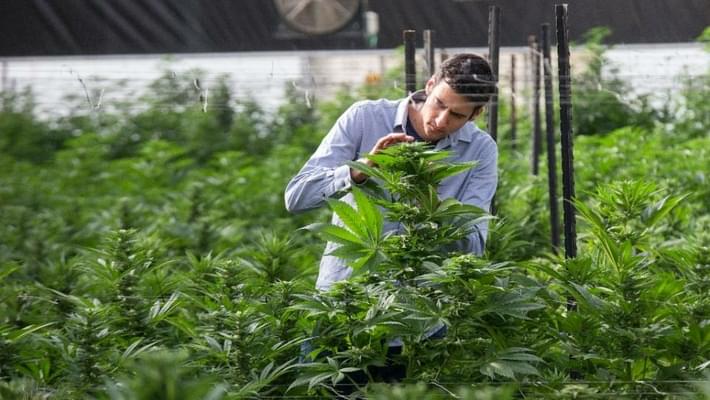 Israel sees heady future for medical marijuana