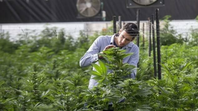 Israel to begin exporting marijuana soon â€” minister