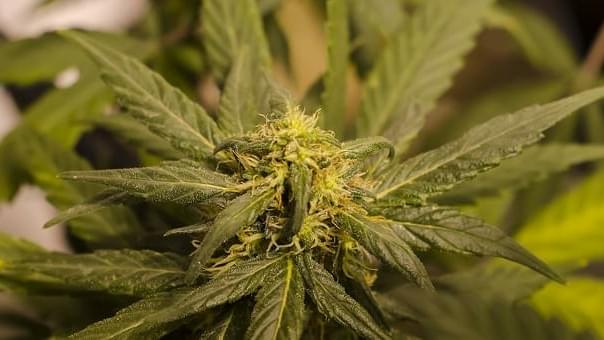 Jamaica Looks To Profit From Decriminalizing Marijuana