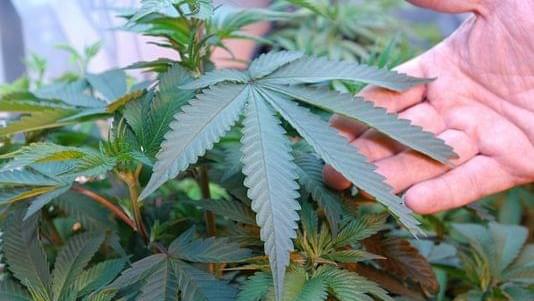 Judge rejects lawsuit: Marijuana measure will be on Arizona ballot