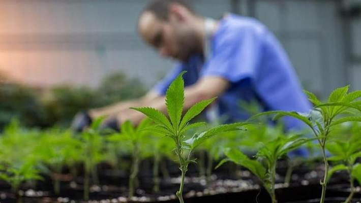 Kansas lawmakers consider legalizing medical marijuana