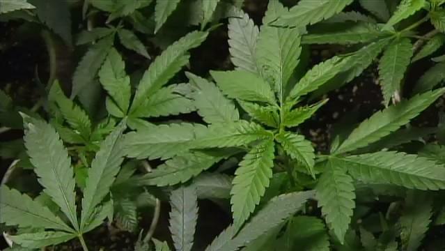 Lawmakers Reject Marijuana Blood Test Bill For Drivers