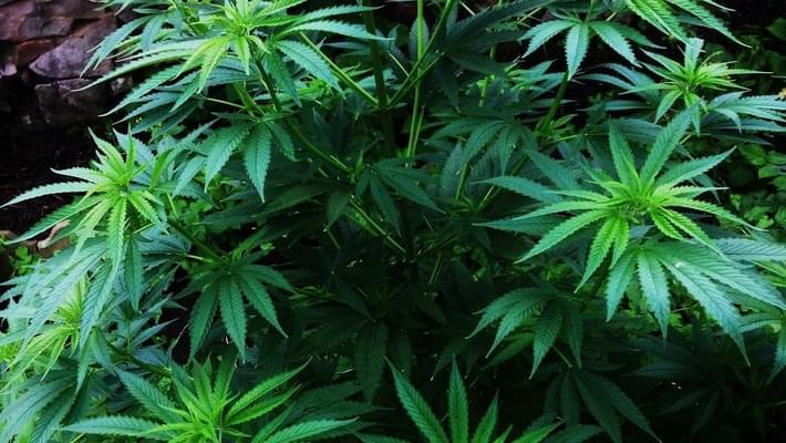 Legislators push for special session on medical marijuana banking