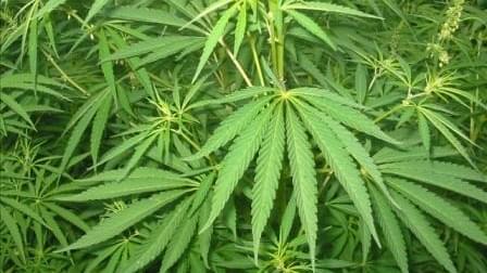 Local state rep. renews call for legalizing marijuana