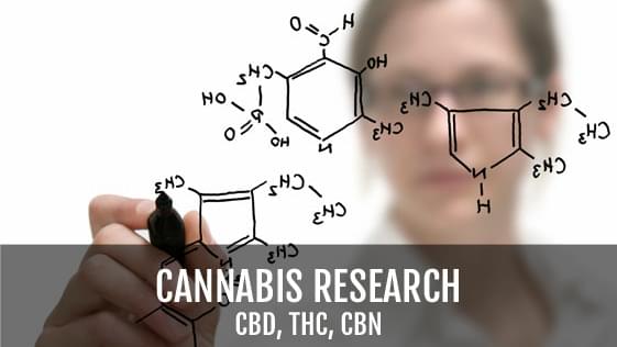 Local team develops strain of THC-free marijuana