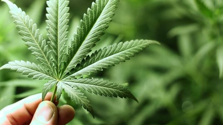 Logan Marijuana Decriminalization Heads to the Ballot