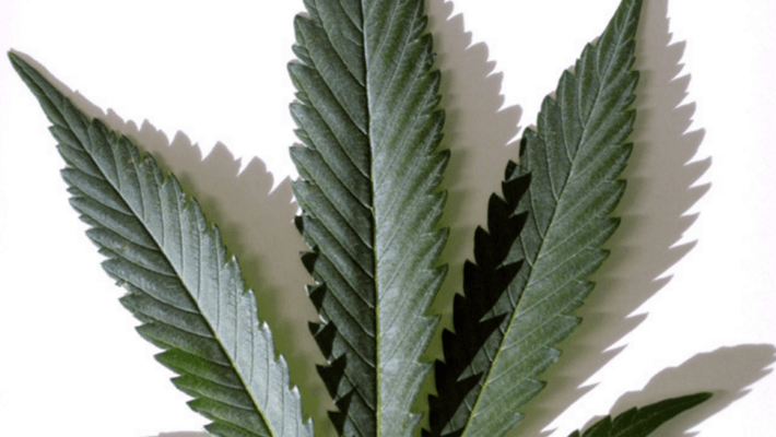 Maine approves recreational marijuana use
