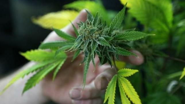 Maine groups team up on ballot measure to make marijuana legal