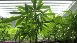 Maine resident may lose housing because of medical marijuana plants