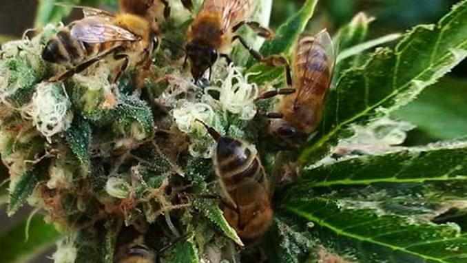Man Trains Bees To Make Honey From Marijuana