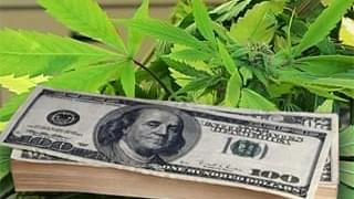 Marijuana: America's Biggest Cash Crop