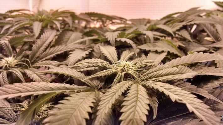 Marijuana company buys California town, plans pot paradise