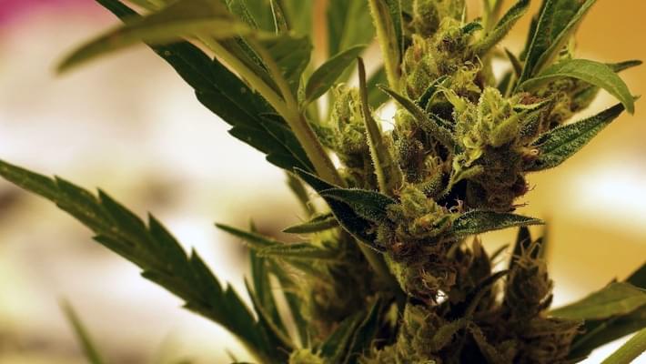 Marijuana cultivators find ways to shorten curing process