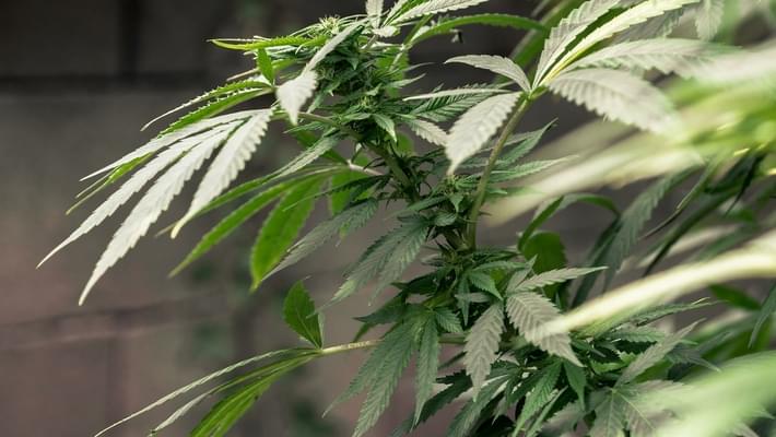 Marijuana-derived drug reduces epilectic seizures, study says