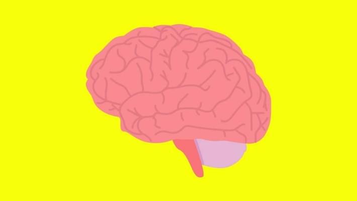 Marijuana Does Not Affect Brain Volume, Study Finds
