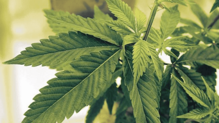 Marijuana fine lowered to $50 in Urbana