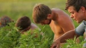 Marijuana growers face federal pressure in attempt to expand nationally