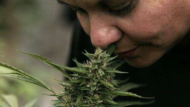 Marijuana harvested for medical use in Chile