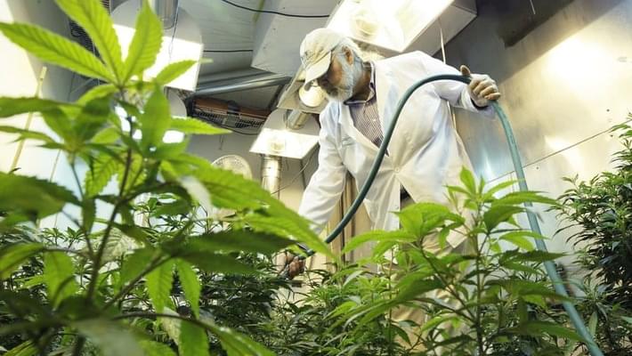 Marijuana industry could be uprooted by pesticide lawsuit