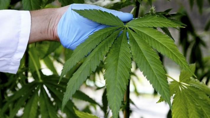 Marijuana Legalization Alabama 2015: Senate To Consider First Medical Marijuana Bill After Committee Approval